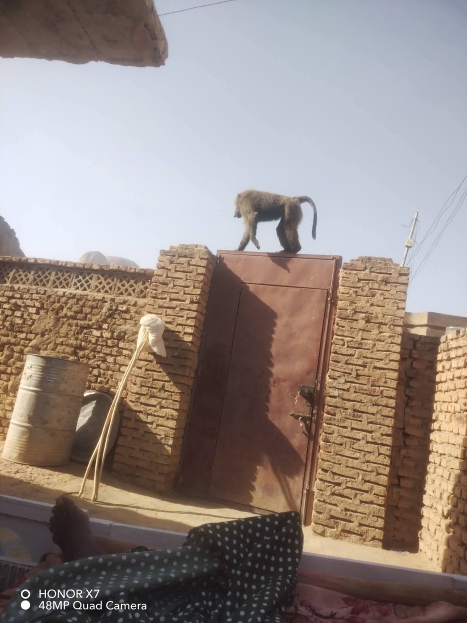 قرود تهاجم السكان وتقتحم المنازل في شرق السودان